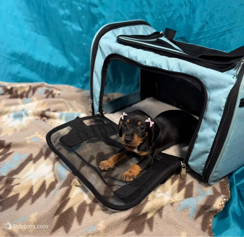 Nami – Miniature Dachshund puppy for sale in Houston, TX