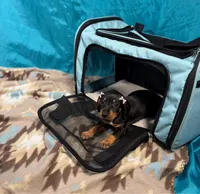 Nami, a female Miniature Dachshund for sale in Houston, TX – 1 of 7