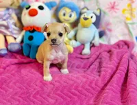 Lori, a female Chihuahua for sale in Houston, TX – 5 of 9