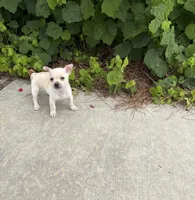 Charlie, a male Chihuahua for sale in Houston, TX – 2 of 8