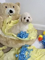 Milo, a male Poodle - Toy  for sale in Houston, TX – 5 of 9