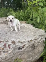Polly, a female Chihuahua for sale in Houston, TX – 2 of 7