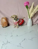 Layla, a female Chihuahua for sale in Houston, TX – 1 of 7