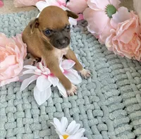 Tato, a male Chihuahua for sale in Houston, TX – 1 of 4