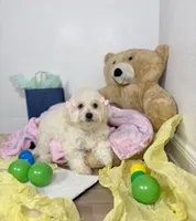 Aries , a female Maltipoo for sale in Houston, TX – 5 of 8