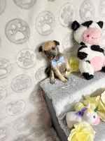 Penny, a male Chihuahua for sale in Houston, TX – Photo 10 of 10