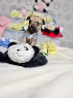 Penny, a male Chihuahua for sale in Houston, TX – Photo 4 of 10