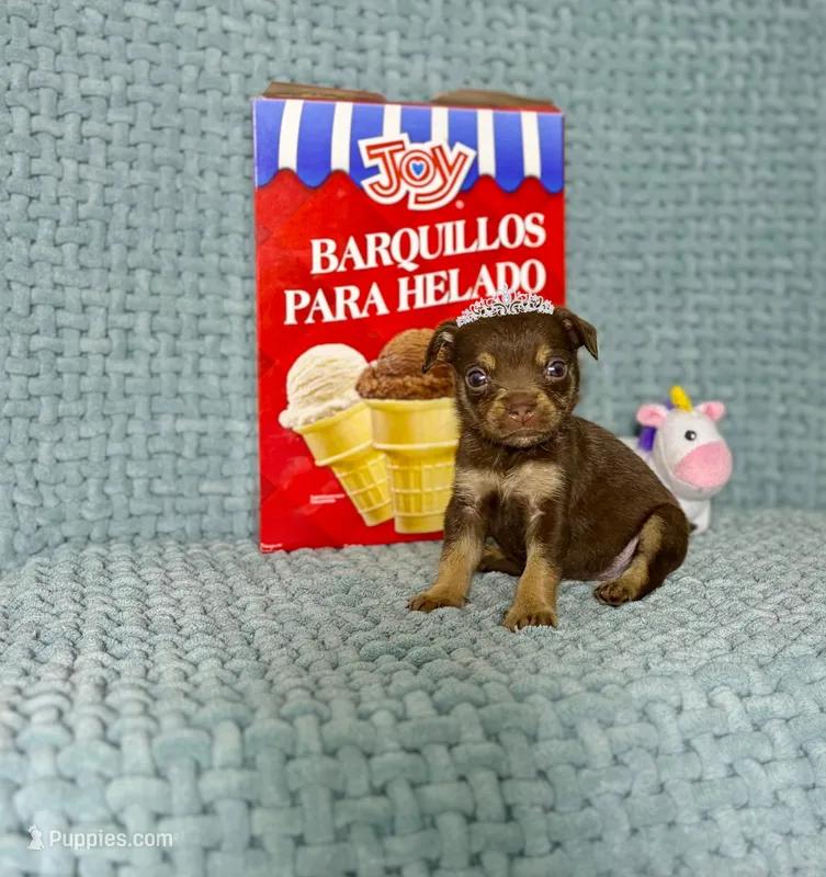 Hazel – Chihuahua puppy on hold in Houston, TX