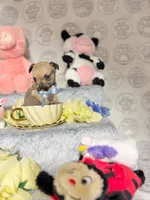 Penny, a male Chihuahua for sale in Houston, TX – Photo 6 of 10