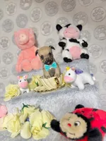 Penny, a male Chihuahua for sale in Houston, TX – Photo 8 of 10