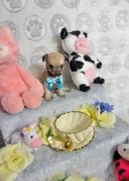 Penny, a male Chihuahua for sale in Houston, TX – Photo 9 of 10