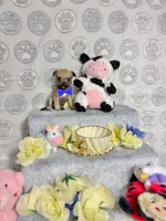 Penny, a male Chihuahua for sale in Houston, TX – Photo 5 of 10