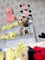 Penny, a male Chihuahua for sale in Houston, TX – Photo 7 of 10