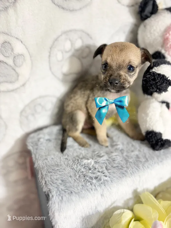 Penny – Chihuahua puppy for sale in Houston, TX