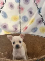 Charlie, a male Chihuahua for sale in Houston, TX – 3 of 7