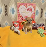 Daisy, a female Chihuahua for sale in Houston, TX – 2 of 6