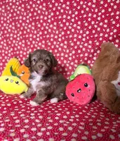 Sienna, a female Maltipoo for sale in Houston, TX – 6 of 8