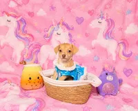 Millie, a female Chihuahua for sale in Houston, TX – 2 of 2