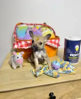 Little peanut , a male Chihuahua for sale in Houston, TX – 4 of 8