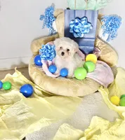 Mellow, a male Maltipoo for sale in Houston, TX – 8 of 9