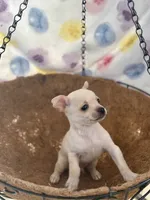 Charlie, a male Chihuahua for sale in Houston, TX – 4 of 7