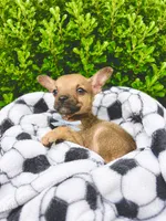 Little Comet, a male Chihuahua for sale in Houston, TX – 3 of 9