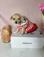 Layla, a female Chihuahua for sale in Houston, TX – 5 of 7