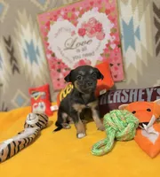 Luna, a female Chihuahua for sale in Houston, TX – 6 of 9