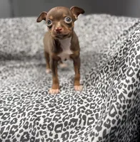 Molly, a female Chihuahua for sale in Houston, TX – 3 of 6