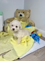 Milo, a male Poodle - Toy  for sale in Houston, TX – 8 of 9
