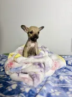 Little Comet, a male Chihuahua for sale in Houston, TX – 8 of 9