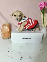 Layla, a female Chihuahua for sale in Houston, TX – 2 of 7
