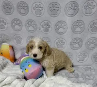 Ruben, a male Goldendoodle for sale in Houston, TX – 5 of 6