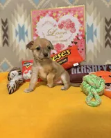 Daisy, a female Chihuahua for sale in Houston, TX – 4 of 6