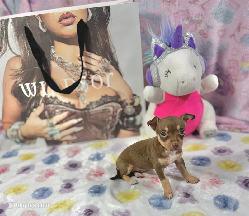 Molly – Chihuahua puppy for sale in Houston, TX