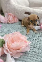 Tulip, a female Chihuahua for sale in Houston, TX – 2 of 6