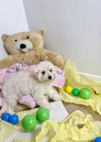 Aries , a female Maltipoo for sale in Houston, TX – 7 of 8