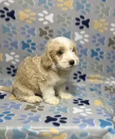 Bear, a male Maltipoo for sale in Houston, TX – 4 of 7