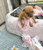 Tati, a female Chihuahua for sale in Houston, TX – 4 of 8