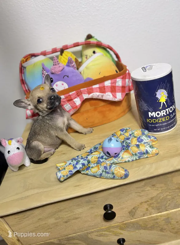 Little peanut  – Chihuahua puppy for sale in Houston, TX