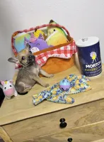 Little peanut , a male Chihuahua for sale in Houston, TX – 1 of 8