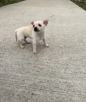 Charlie, a male Chihuahua for sale in Houston, TX – 4 of 8