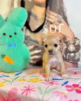 Lori, a female Chihuahua for sale in Houston, TX – 1 of 9