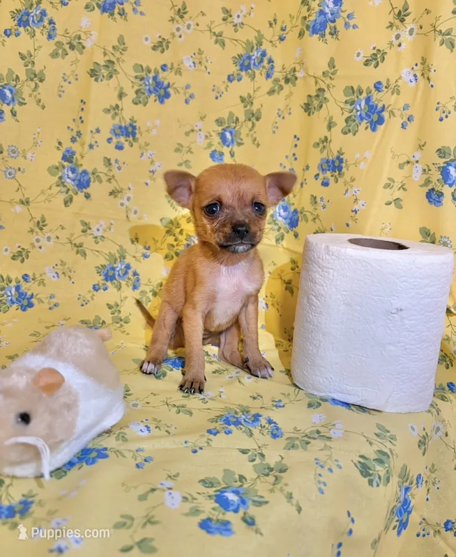Tati – Chihuahua puppy for sale in Houston, TX