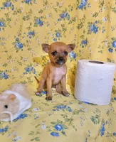 Tulip, a female Chihuahua for sale in Houston, TX – 1 of 7