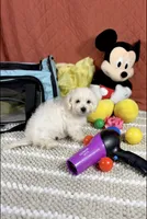 Ariel, a female Maltipoo for sale in Houston, TX – 7 of 7