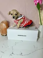 Layla, a female Chihuahua for sale in Houston, TX – 4 of 7