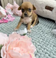 Tulip, a female Chihuahua for sale in Houston, TX – 6 of 6