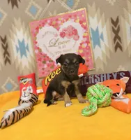 Luna, a female Chihuahua for sale in Houston, TX – 9 of 9