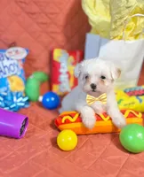 Rudy, a male Maltipoo for sale in Houston, TX – 4 of 5